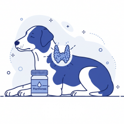 Гормональные препараты